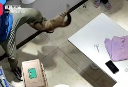 “我劝你带个手套”！宠物医生质疑猫咪战斗力，话音未落就被咬，主人吓到缩墙角