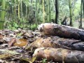 【“中国游记”第一季㊱】挖竹笋、采蘑菇、崩爆米花……老外在中国乡村“玩疯了”！
