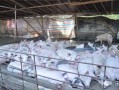 张家界通报对3家大型养殖场涉嫌环境违法案件办理情况