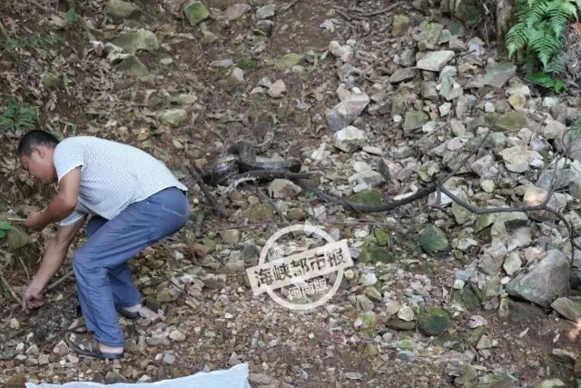 关于武夷山并未发生女游客被蛇咬死事件的澄清